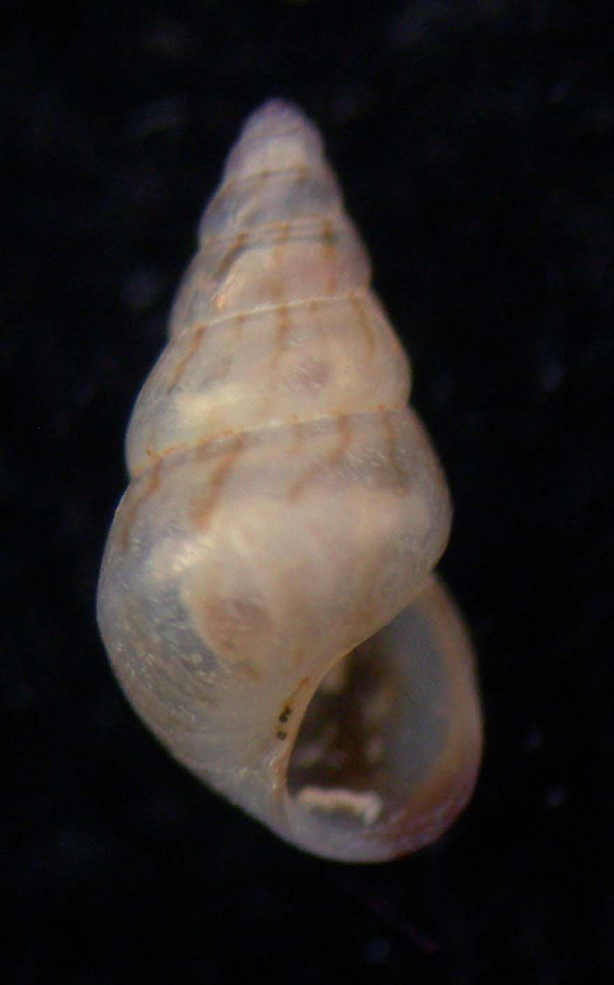 Pusillina radiata